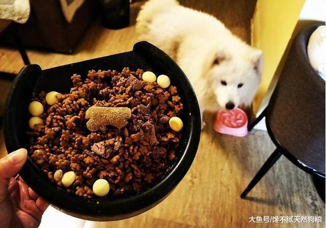 养狗只要有这些习惯，狗狗寿命肯定大大延长，你有在做吗？