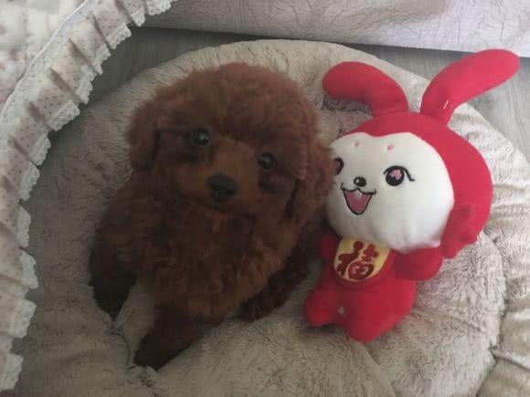 泰迪刚到家三天就会找地方上厕所, 网友乐开花了, 以为捡到宝了