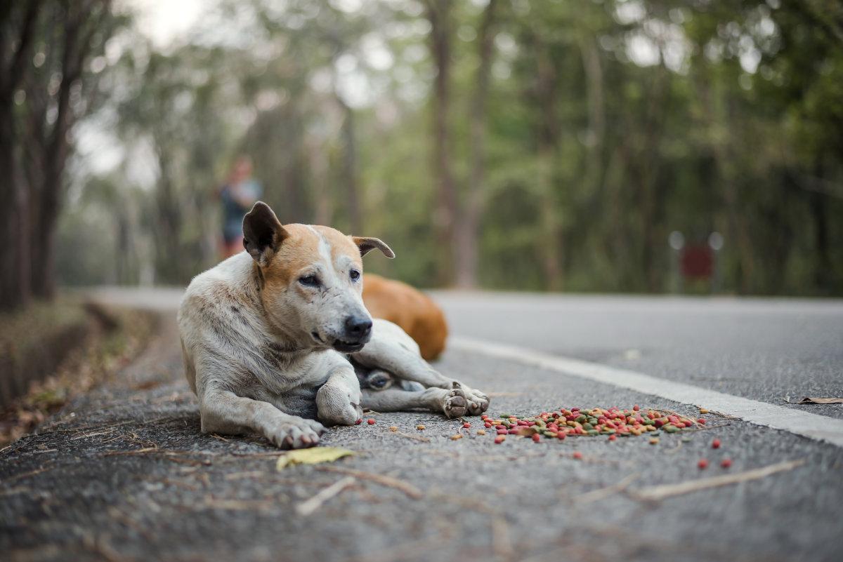 细小是什么? 细小对狗狗究竟有多大的伤害? 铲屎官要注意了