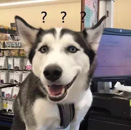 宠人带着二哈去买狗粮, 付款时, 哈士奇做出了惊人的举动
