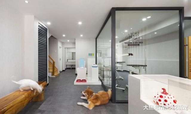 带宠物自驾游是怎样的体验？