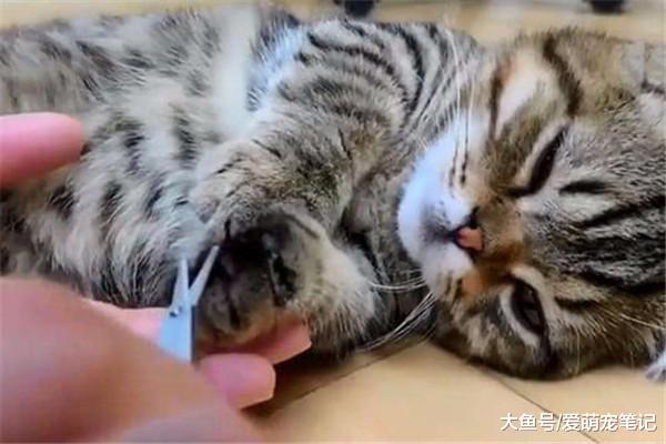 抓挠是猫咪的自然行为，不单纯是标记领地，更多的是一种减压机制