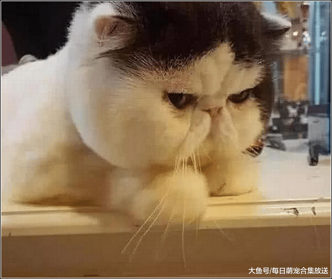 男子嫌猫咪太胖，给它剃毛后更胖了，结果猫咪生气了一个月