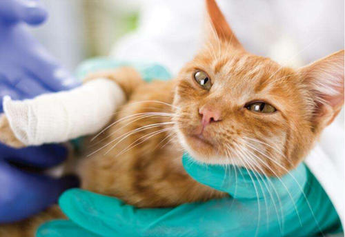 辟谣：猫咪刚出生就洗澡，洗了不会得奶癣，这怕不是要猫命吧