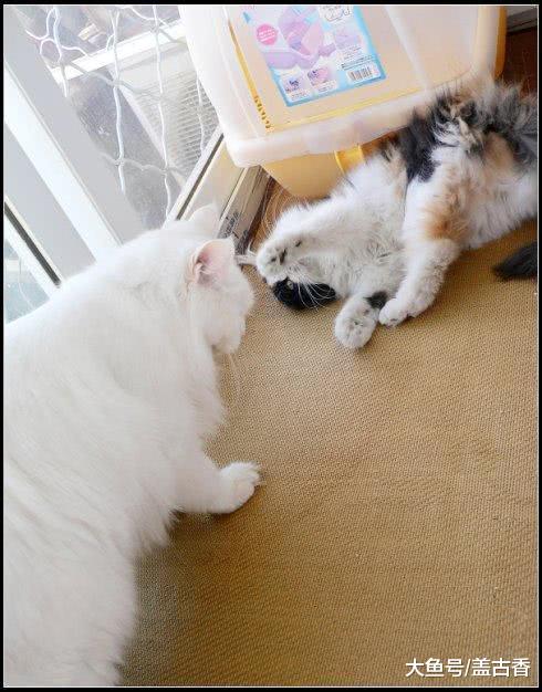 一个不平凡的果，同时吸了两只喵，接下来的画面让主人在一旁笑抽