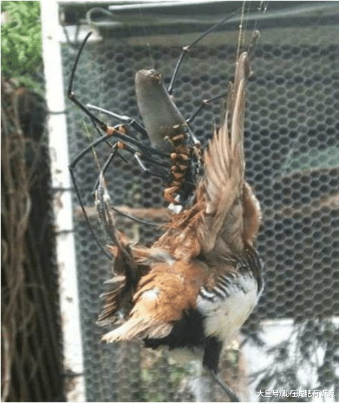 人类曾捕获过: 这是些或许已经成妖的怪物