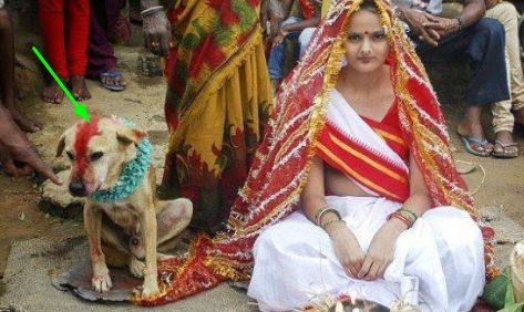 女子嫁给了一只狗，她说出的原因，让印度光棍很无语....