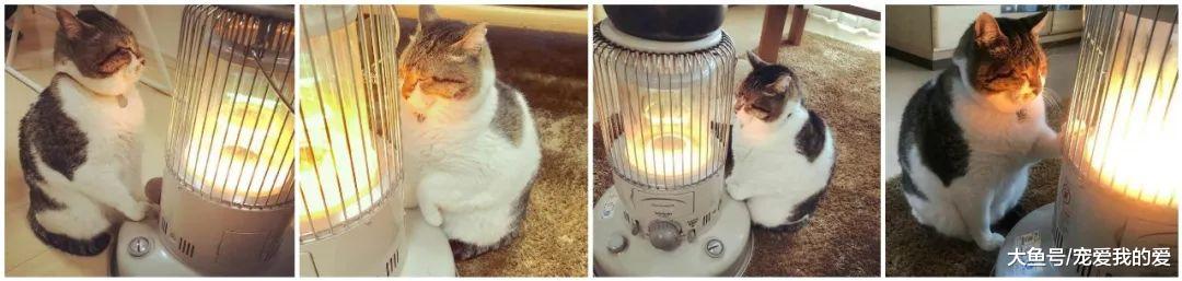 猫咪在取暖器边上取暖，回头后笑哭。网友：咦，你的毛怎么了？
