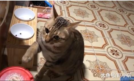 没吃饱怎么办？猫咪半夜哀怨地摇晃饲料桶，主人快多给我一点吃的