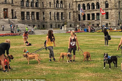 加拿大一猫咪大战7只比特斗牛犬, 网友: 这么牛逼的吗?