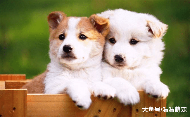 狗狗爱一个人会有5种表现, 养狗的仔细观察一下, 你家的有没有?