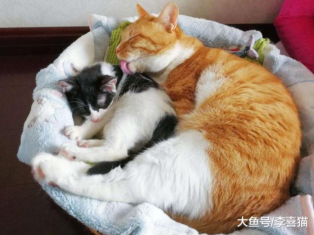 铲屎官需注意猫咪体内脂肪率，内在肥胖远比外在肥肉要危险