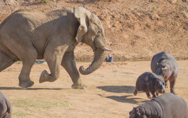 都说兄弟如手足，可当大难来临时，它们居然舍弃手足选择大逃亡