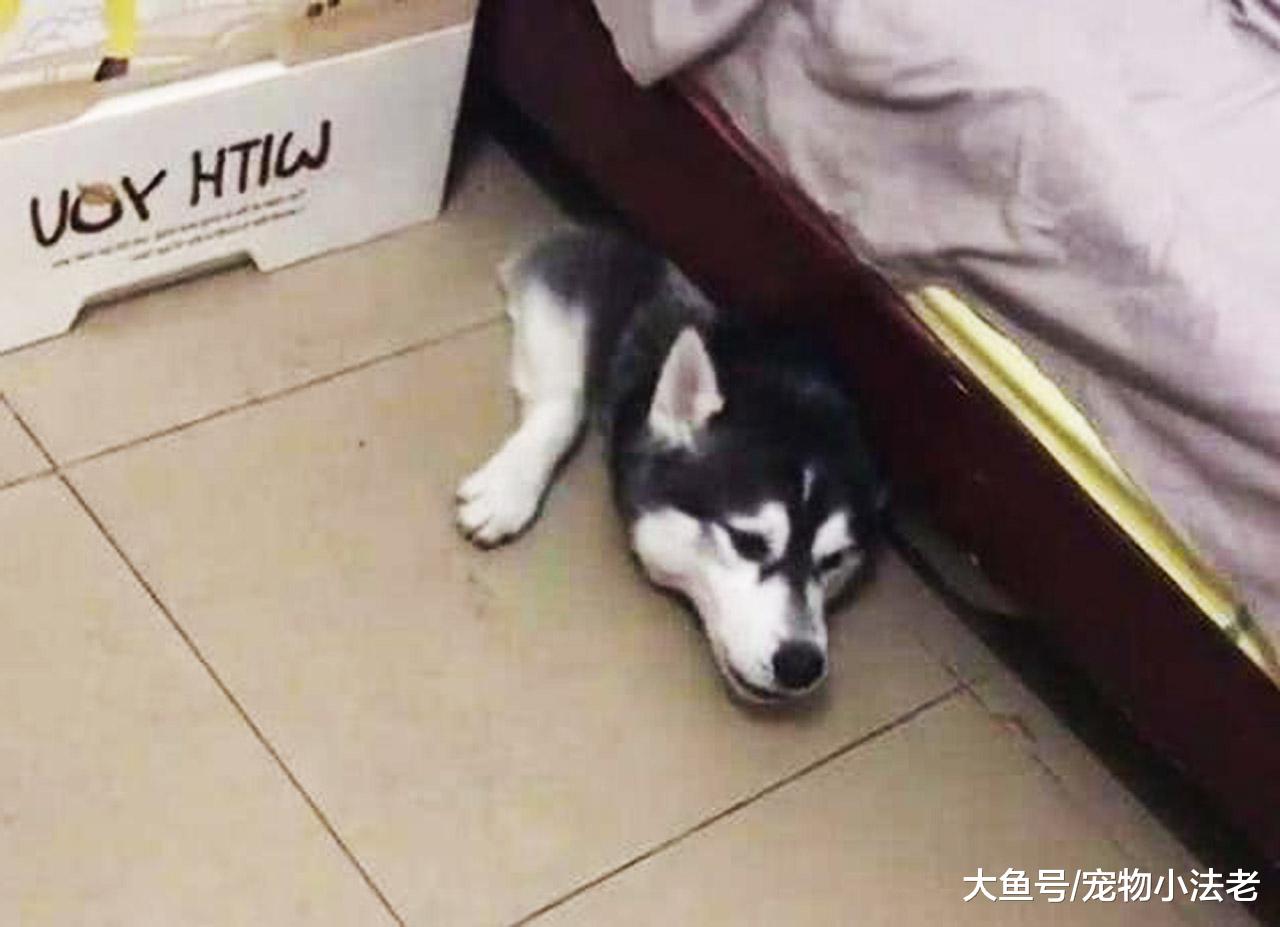 检测狗狗是否真的爱你，从这5个睡觉地方，就可以轻易判断出来！