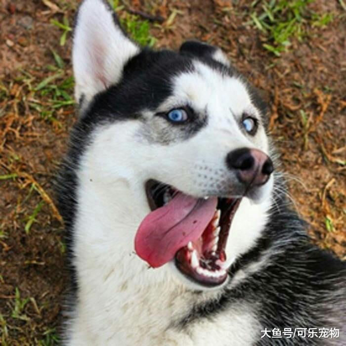 什么叫一物降一物，当哈士奇遇上了熊孩子，也只能乖乖认怂