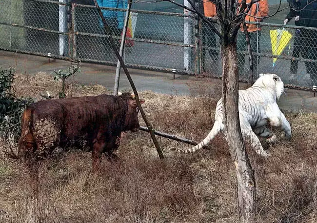 圈養白虎變“白貓”，活食黃牛怒懟白虎，游客：有好戲看了