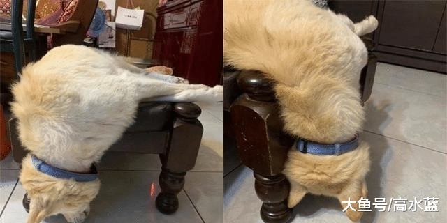 是喝多了吗？狗子竟然睡成90度 网友纷纷跟帖：我家的更奇葩