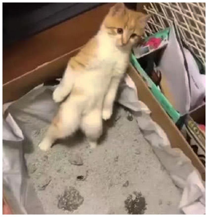 主人让猫咪的厕所下不得脚, 猫咪用眼神优雅表达: 委屈