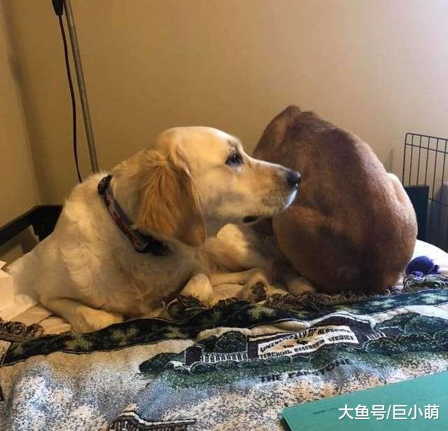 狗狗天天脸贴墙壁，对食物都没兴趣，义工：这狗怕人已经要没救了