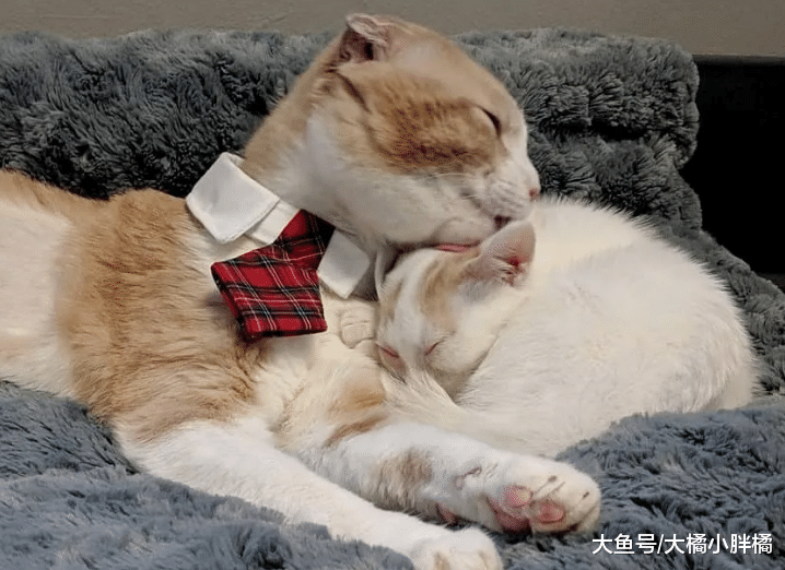 折耳猫瘫痪，主人却要将它安乐死，康复后竟用这种方式来“感恩”