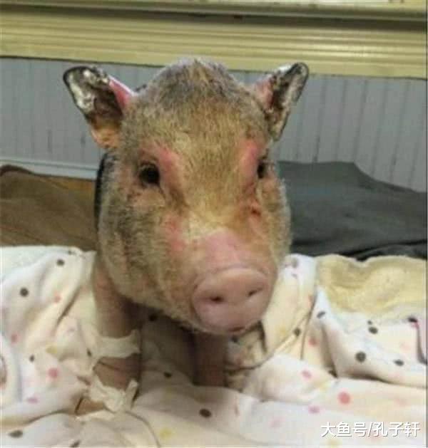 家中失火宠物猪却冲向火场, 叼出的东西让人笑喷! 网友为它作诗