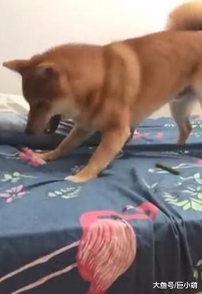 半夜起床吓出一身鸡皮，柴犬蹲在床边，下巴打光吓坏主人