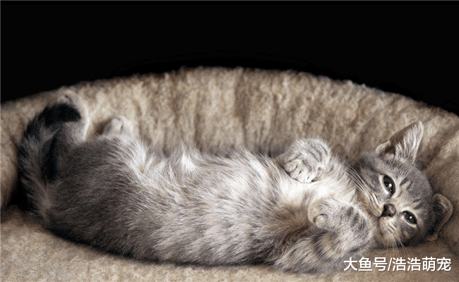 ?能不能讓貓咪上床睡覺？專家：看你害怕不害怕得病了