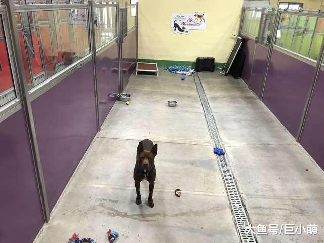 200多只猫狗全被领养，狗狗发现收容所只剩自己，眼神有点落寞