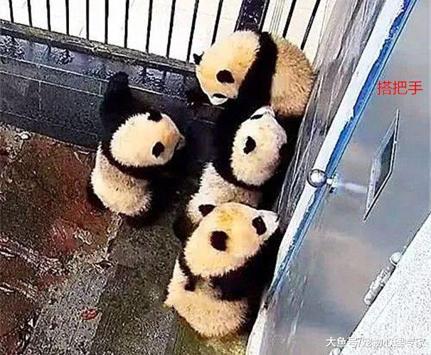 园内熊猫集体越狱，众人一脸茫然：包吃包住还不满意？