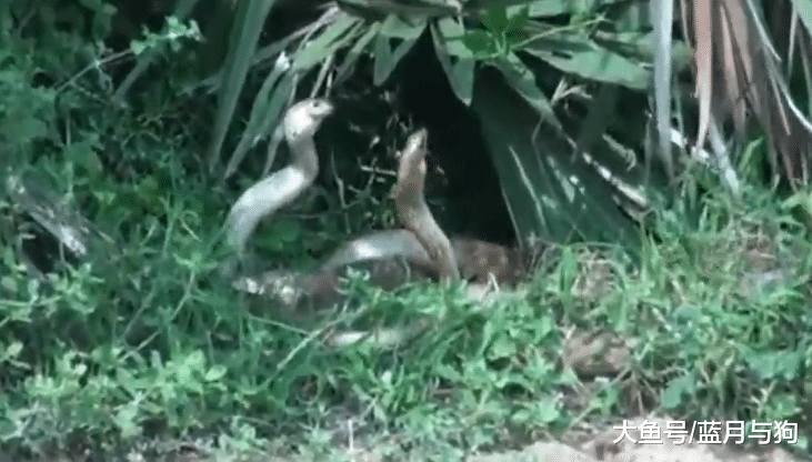 三条蛇相互缠绕，路人以为它们在疯狂打架，不料男子说出正确原因