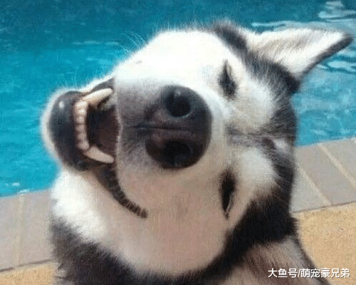 男子为训练哈士奇是否护主，故意失足掉水池中，狗：我不会游泳呀