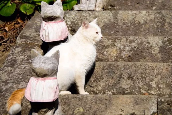 日本喵寺庙小猫众多，被誉为撸猫圣地