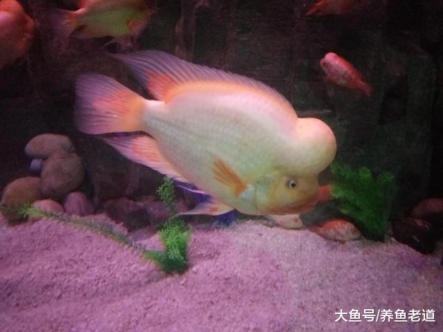 观赏鱼的某些就餐习惯和我们的熊孩子一模一样！