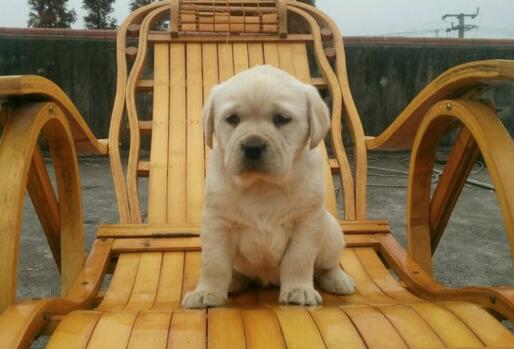 怎样让你的拉布拉多犬爱上吃狗粮