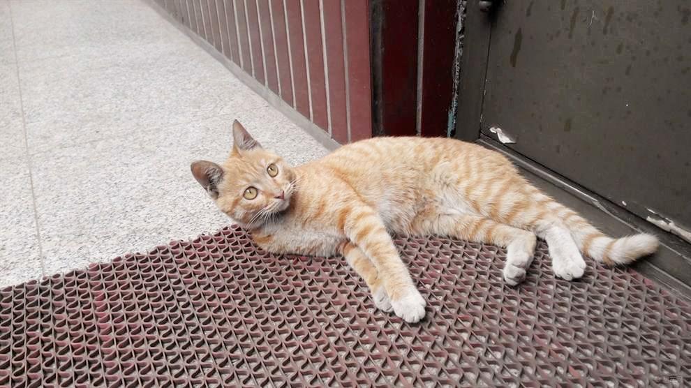 明明沒有虧待自家貓咪，為什么它總喜歡出去“串門”呢？