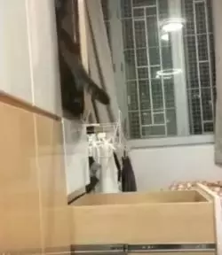 我家貓成精這件事，怕是瞞不住了