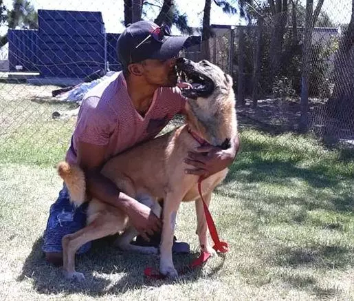 金毛被主人狂砍上百刀，咽气前还在微笑：我会一直陪着你...