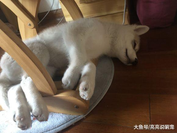 二哈自己在家是怎么度过一天的？它并没有你想象中那么无聊