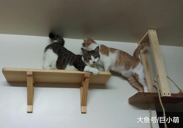 十一只猫咪一起被剃毛，剃光后一字排开吃饭，场面超壮观