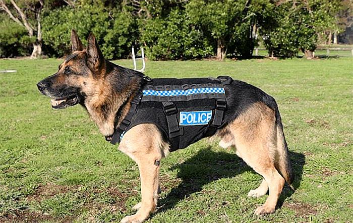 警犬是威严的，你害怕警犬吗？和警犬握个手会有什么后果？