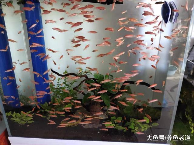 为什么饲养孔雀鱼的鱼缸里，全部铺设了陶粒，这样做容易清理吗？