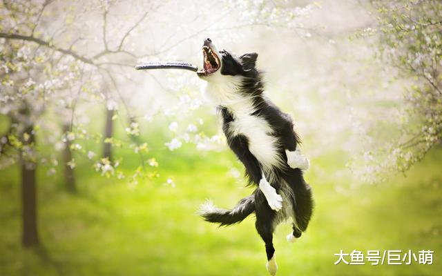 玩耍对于狗狗来说有多重要？大概和人类的手机差不多，没了就会慌