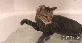 铲屎官晕倒，猫咪的反应让人泪目