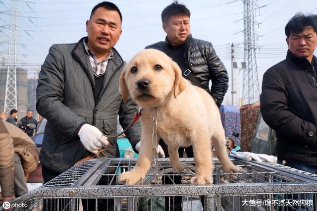 新手去买狗时，不想被坑，就不要说这几句话