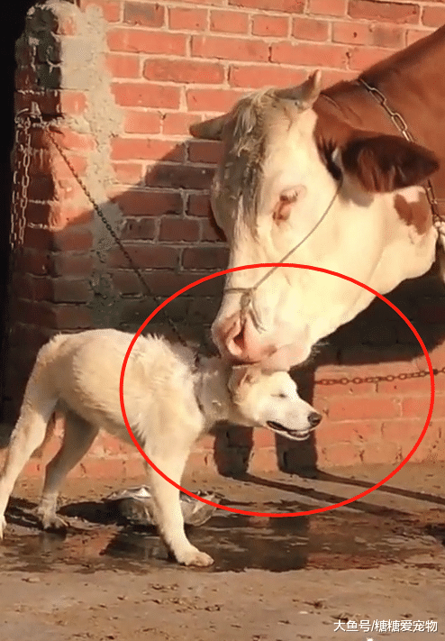 老黄牛“看上”了小白狗，一个劲儿地舔它，狗：想逃，却逃不掉