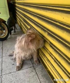 狗狗在门前躲雨，把脸贴门上不敢看人，吃完还是一脸不开心