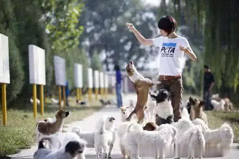 带我回家：因为我们都有强大的爱在身后支撑，娘娘与流浪狗的故事