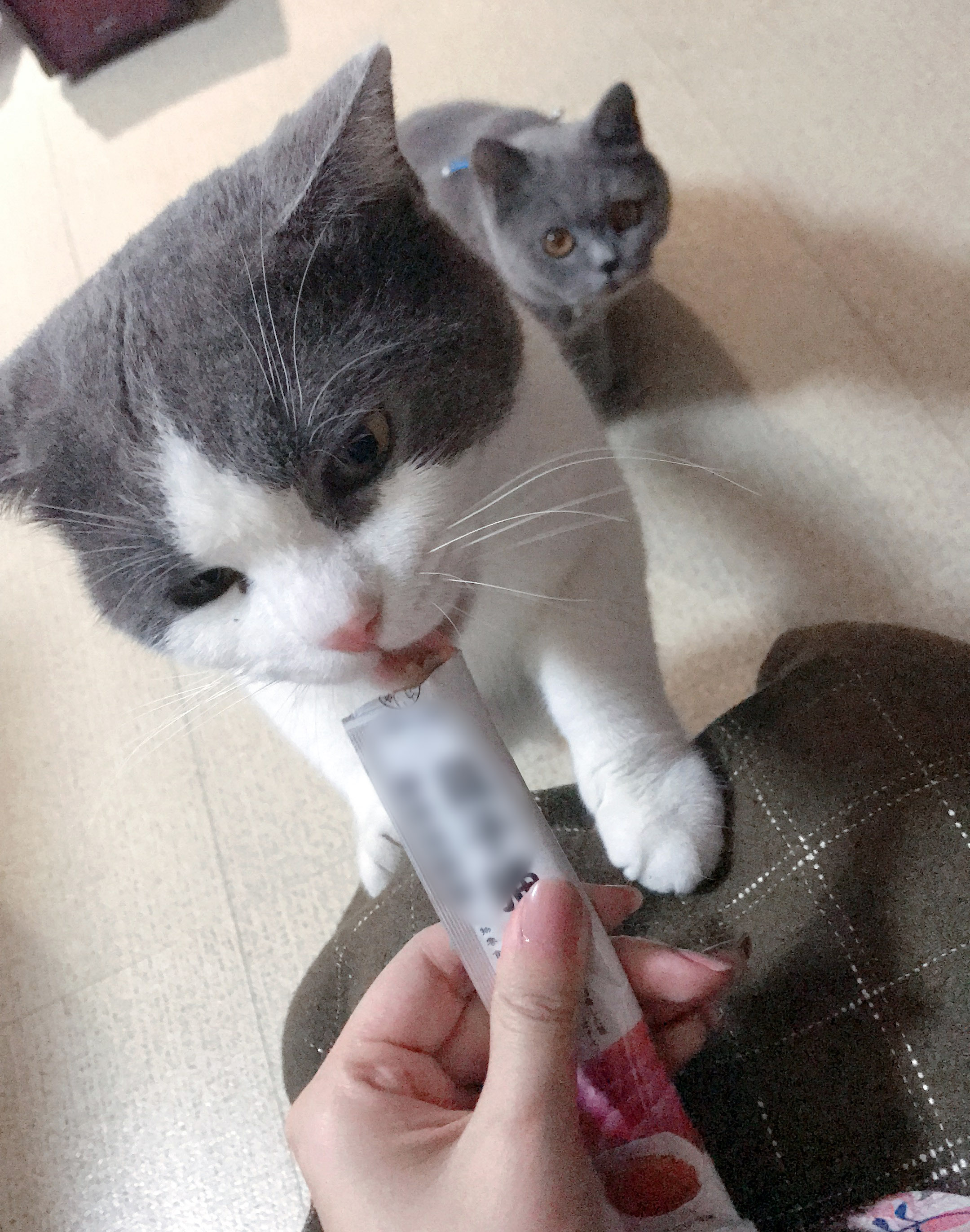 猫咪能听懂它自己的名字吗？真相竟然是这样……不淡定了！