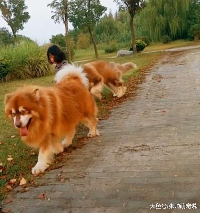 小女孩牵两只大型阿拉斯加，走路自带特效，路人看后撒腿就跑！
