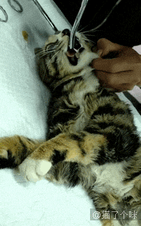 狗狗争宠，猫咪居然偷偷学习，太乖了吧